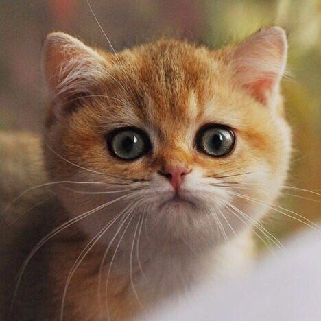Коты из сети