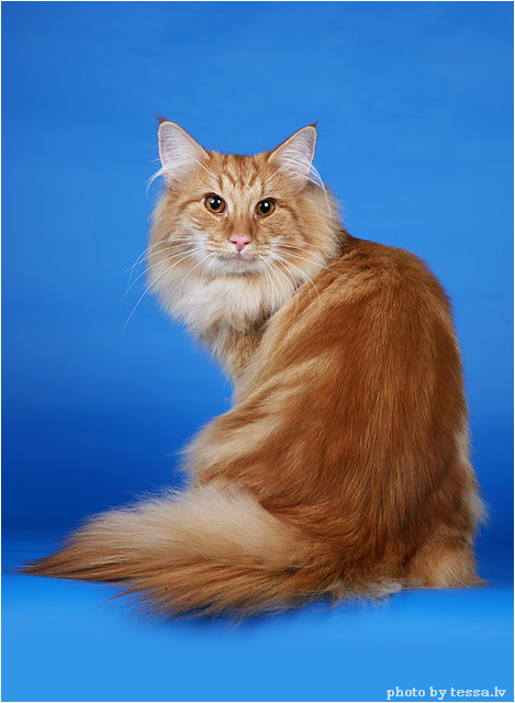 Котовторник на 6 июля