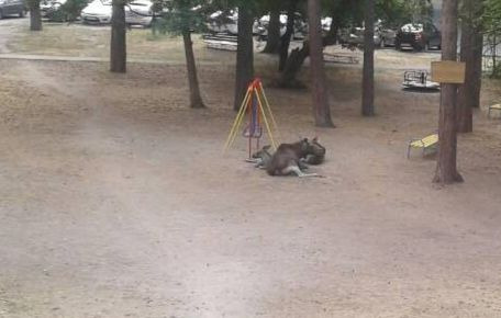 Лоси устроили драку за самку прямо во дворе дома