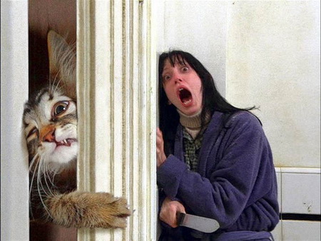 Котовторник