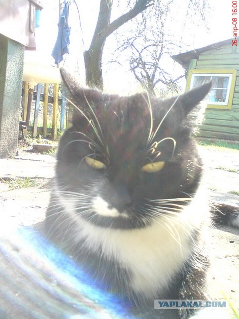 Котовторник 07.08.2012