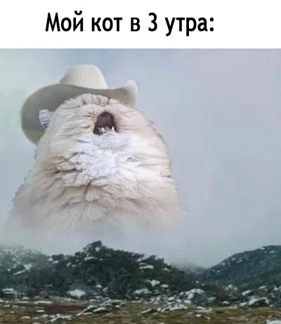 Правильный кот пользуется унитазом, а не лотком