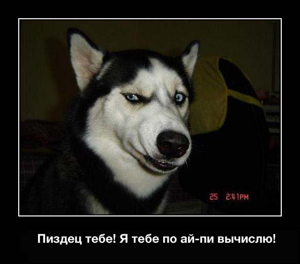 Охранник крадет деньги у животных