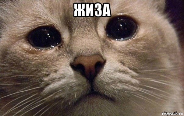 Когда врал всем про пушистую кость