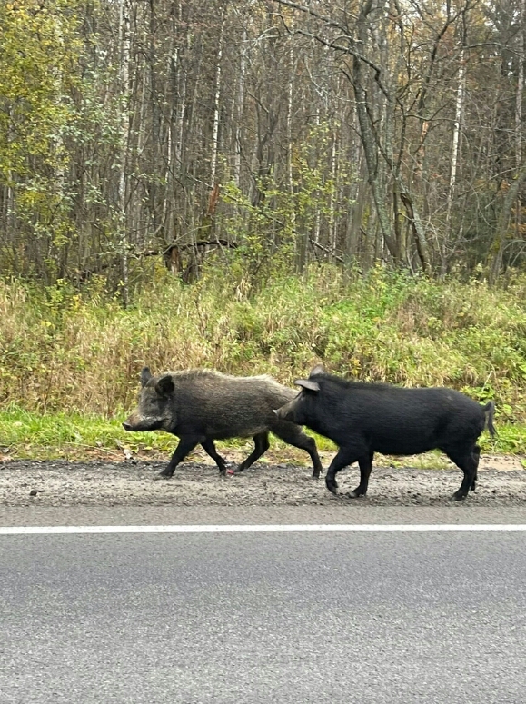 Лучшие в мире котлеты