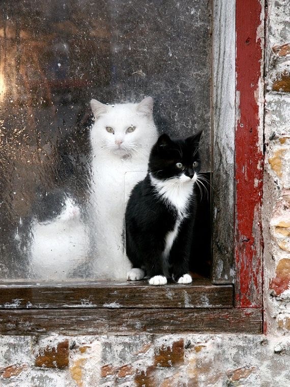Котовторник вроде.