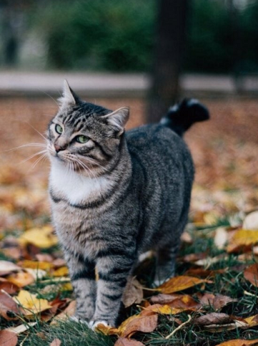 Вторник, сэр кот