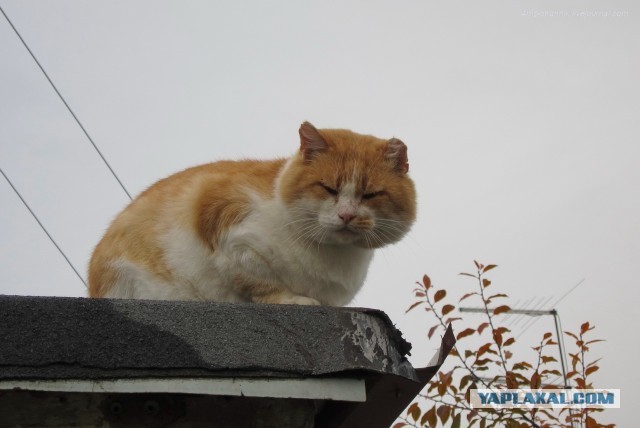 Вторник, сэр кот