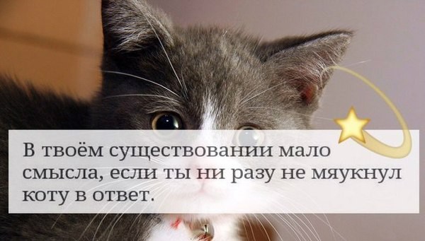 Налетай! Халявные бойаны!