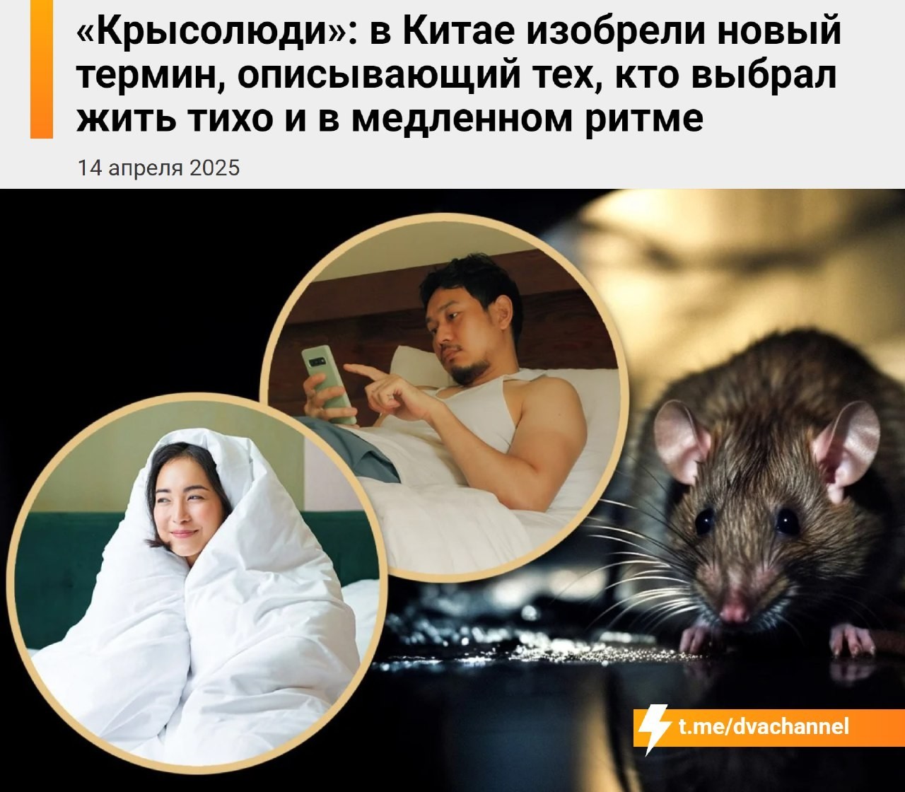 «Крысолюди» — китайцы придумали новый термин, описывающий людей, выбравших спокойный, размеренный образ жизни