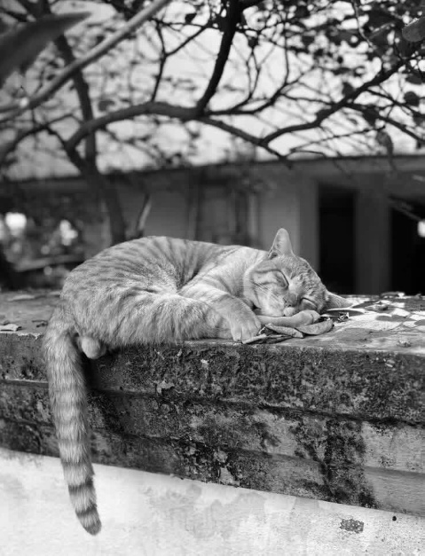 К котовторнику: подборка картинок-баянов с котиками и про котиков. Выпуск 24.