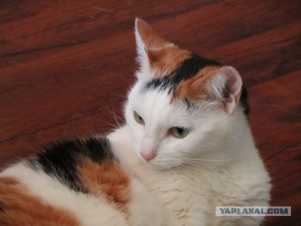 Котовторник 23.07.2013