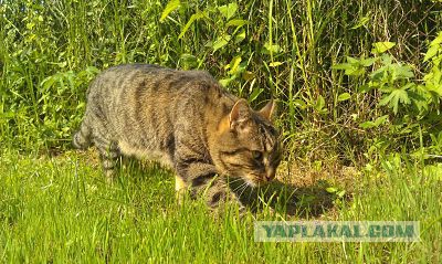 Котовторник 29.04.14.