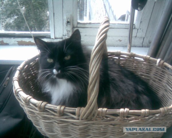 Котовторник 10.06.2014