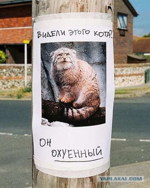 Кот Манул