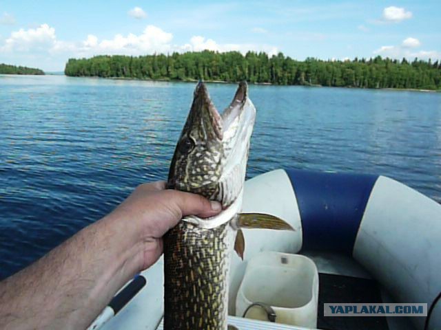 Две недели на Иовском водохранилище. Соколозеро.