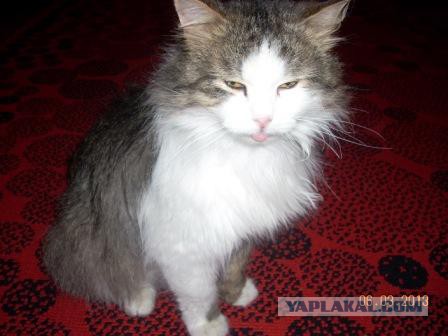 Котовторник 16.09.14