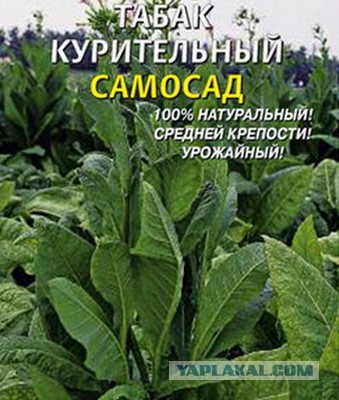 Сигареты могут подорожать втрое со следующего года