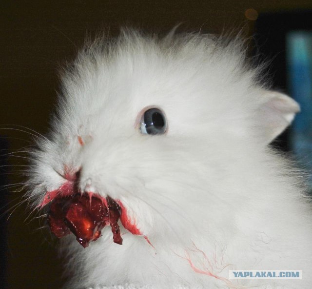 Кровавая трагедия! 18+ Слабонервным не смотреть...