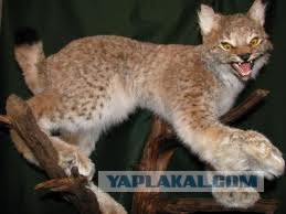 Чучело лисы