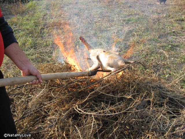 Трусы. Родные, любимые, недорогие