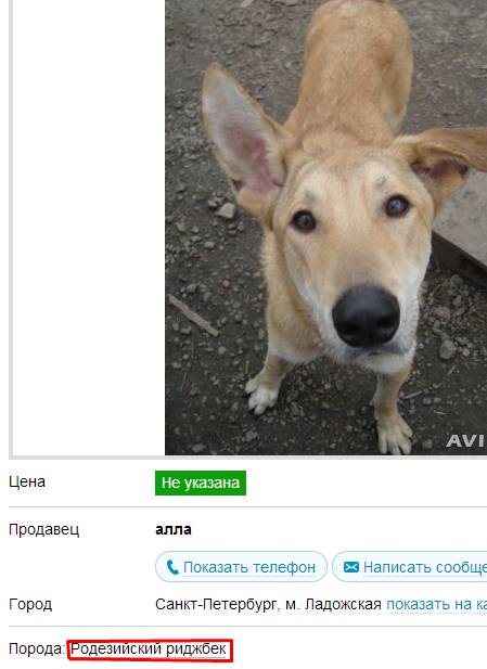 Мы взяли собаку из приюта. Личный опыт