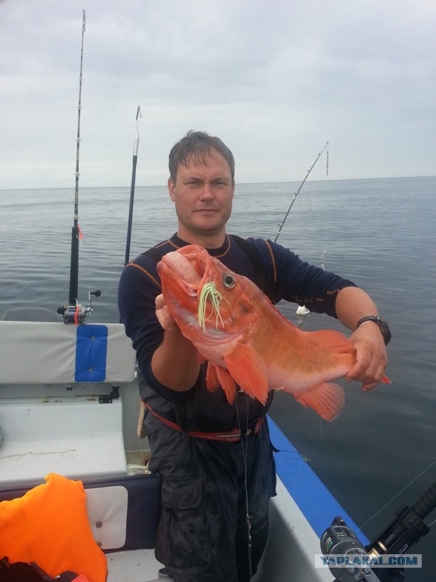 Любители морского окуня страшны в гневе