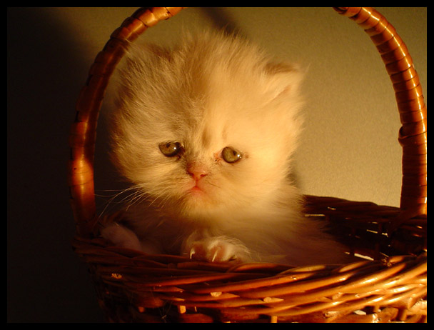 Коты, кошки, котята