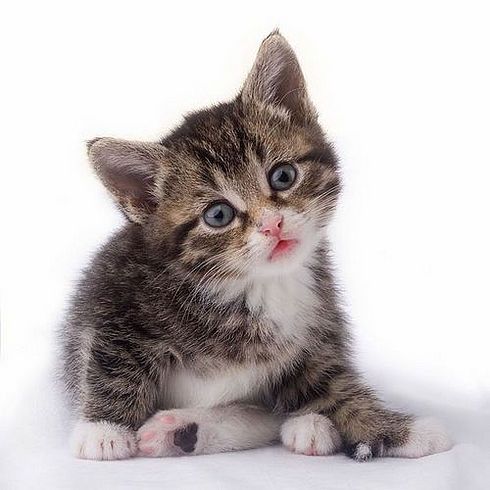 Коты, кошки, котята