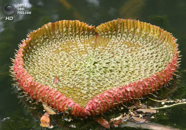 Интересные и веселые картинки