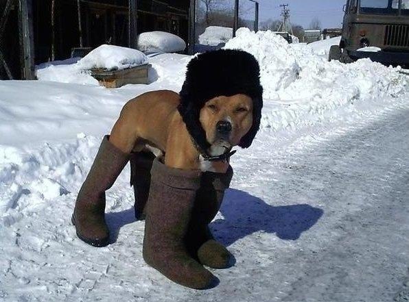 Прикольные животные