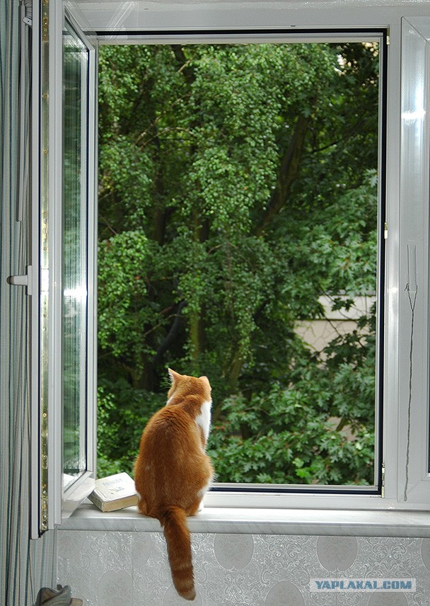 Осеннему котовторнику быть!