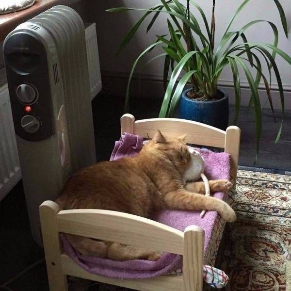 Коты и Кошки