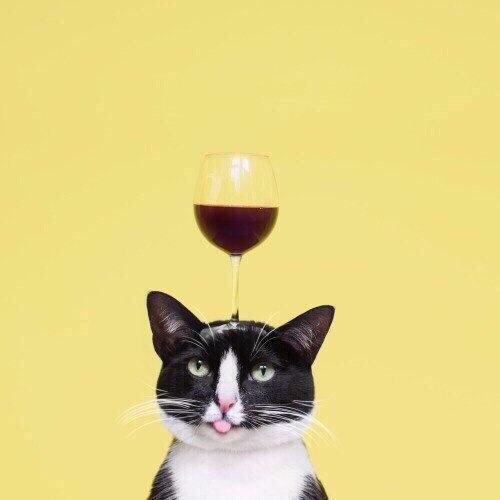 Коты и Кошки