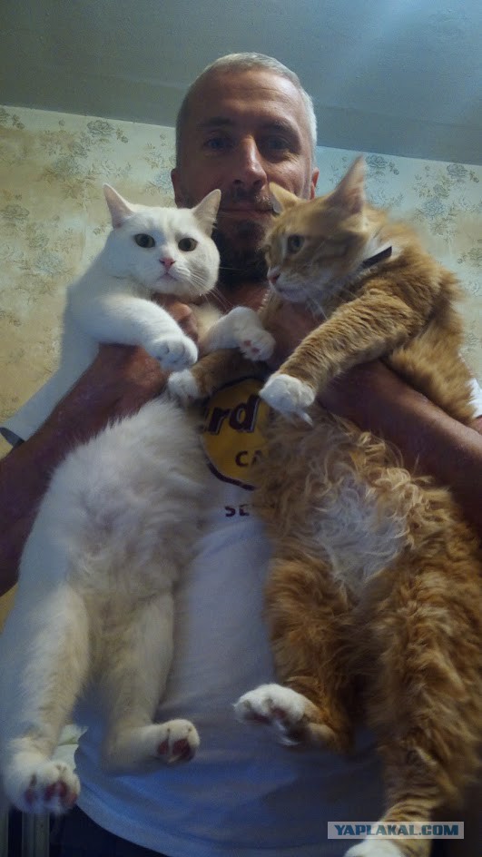 Котовторник