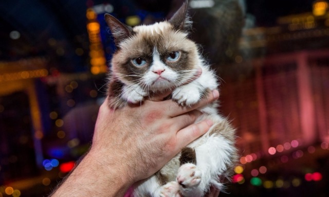 Хозяйка кошки Grumpy Cat отсудила более 700 тысяч долларов за нарушение авторских прав