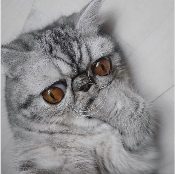 Прикольных котов пост