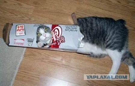 Котовторник на ЯПлакалъ (03.06), котята (31 шт)