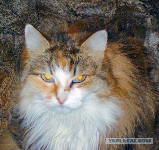 Уррааа! Котовторник на ЯПлакалъ!