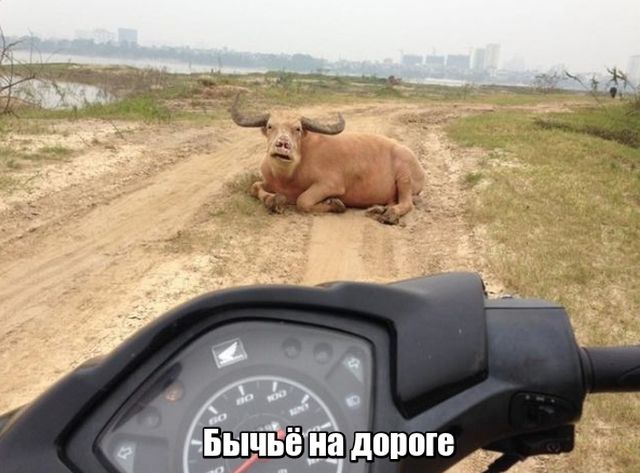 Нестандартный юмор