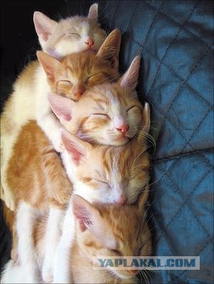 Котовторник на 6 июля