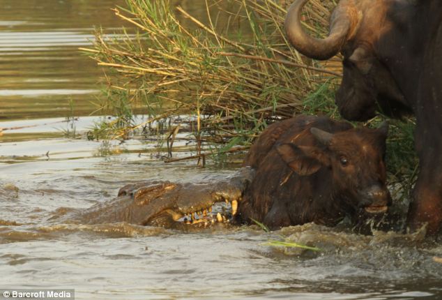 Крокодил vs буйволенок: Последние секунды