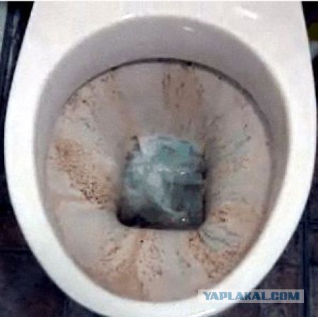 Почему в американских туалетах нет привычных ершиков для чистки?