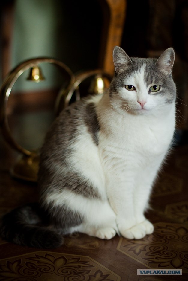 Котовторник 20.12.2011