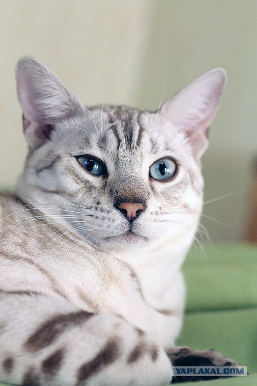 16 лучших котов сезона