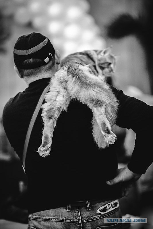 Новогодний Котовторник 01.01.2013