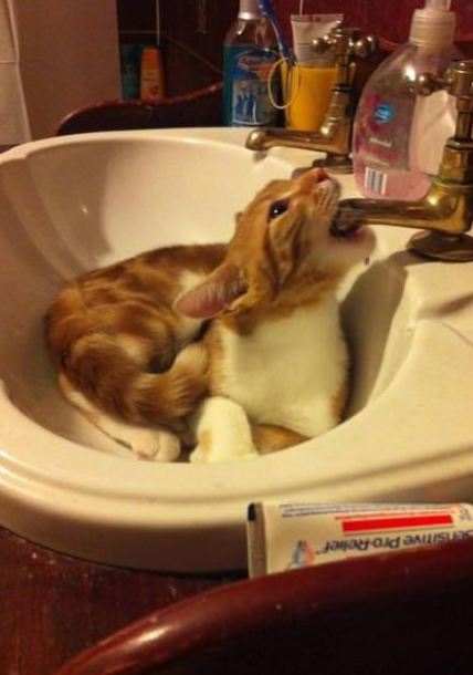 Котовторник 19.02.2013