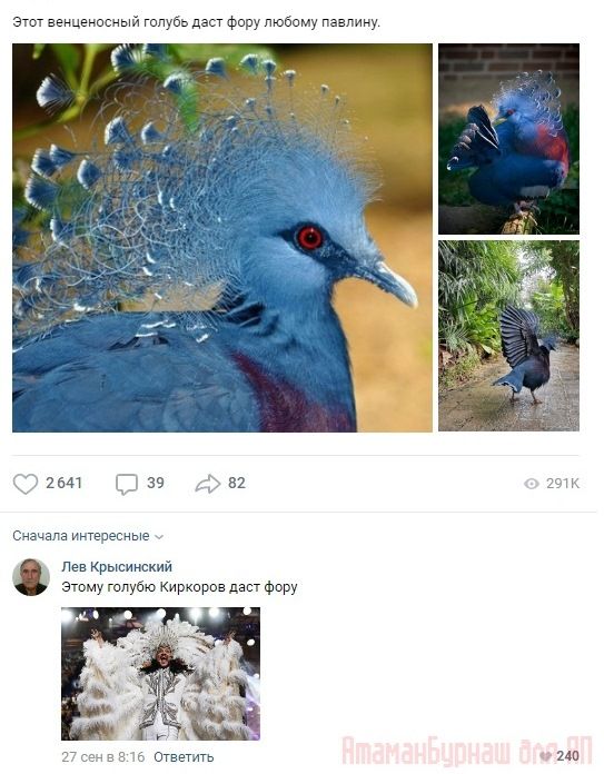 Комментарии к постам в разных группах, которые вызвали улыбку