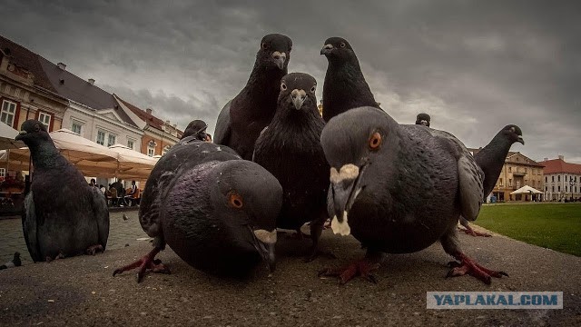 В Новосибирске местные рабочие  установили забор, который отгораживает другой забор