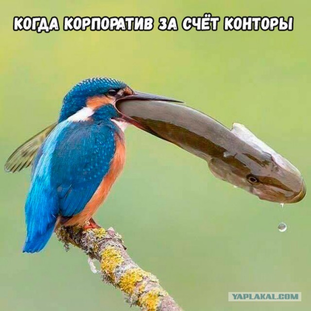 Типы коллег, за которых стыдно на корпоративе